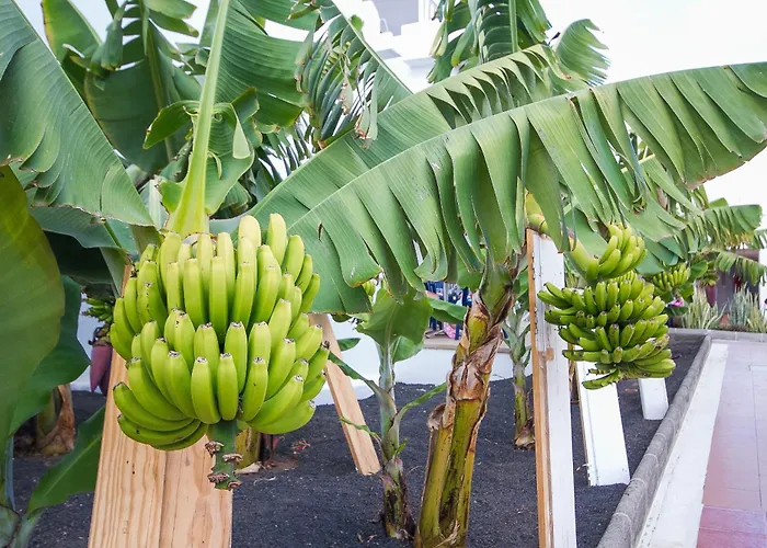 Floresta Appart hôtel 3*