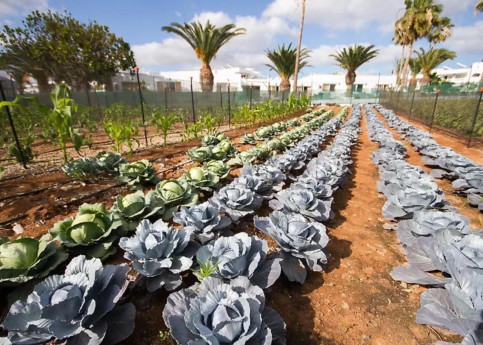 Floresta Lägenhetshotell Puerto del Carmen (Lanzarote)